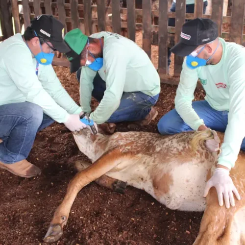Adepará realiza atualização cadastral de veterinários no Programa de Controle da Brucelose 