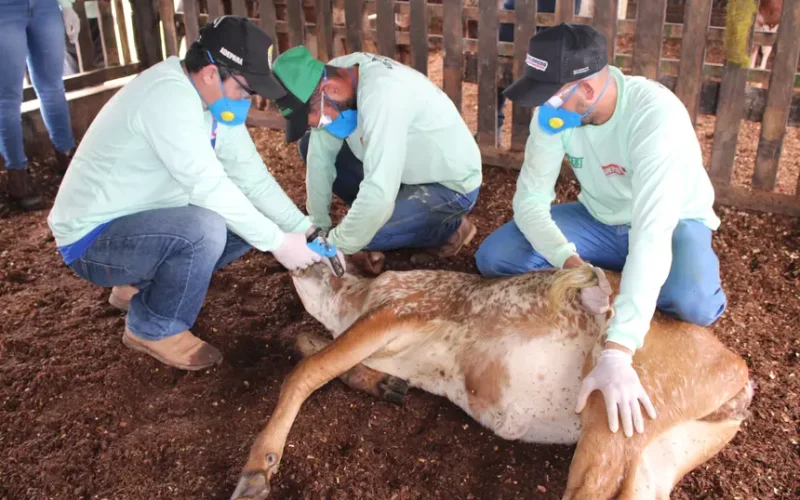 Adepará realiza atualização cadastral de veterinários no Programa de Controle da Brucelose 